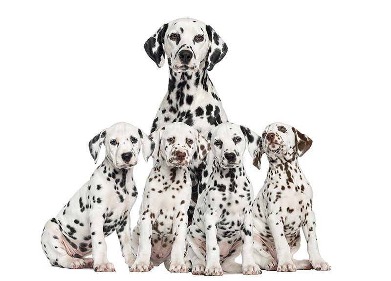 Fünf Dalmatiner-Hunde schauen in die Kamera. Die Mutter sitzt hinten, vier halbwüchsige Welpen im Vordergrund.
