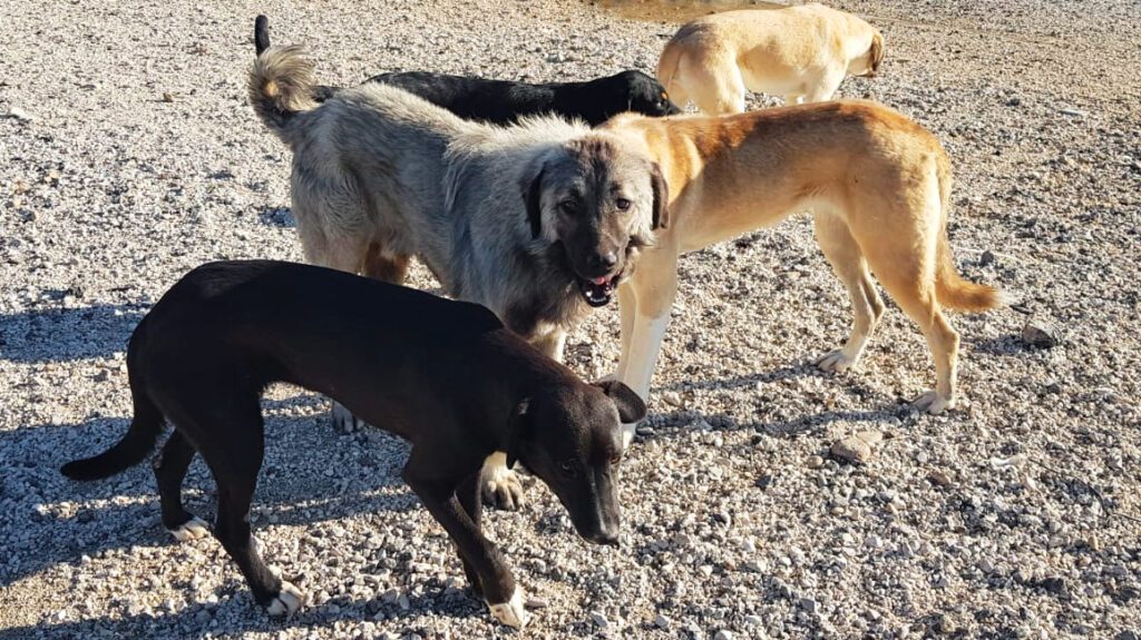 Fünf verschiedenfarbige Hunde auf einem Kiesboden.