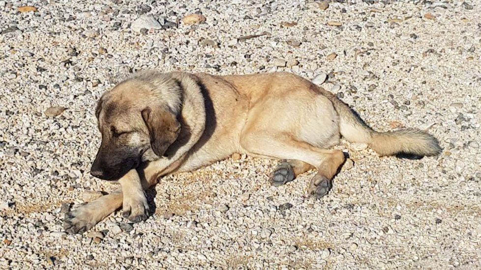 Ein schlafender Hund mit hellem Fell auf Kiesboden