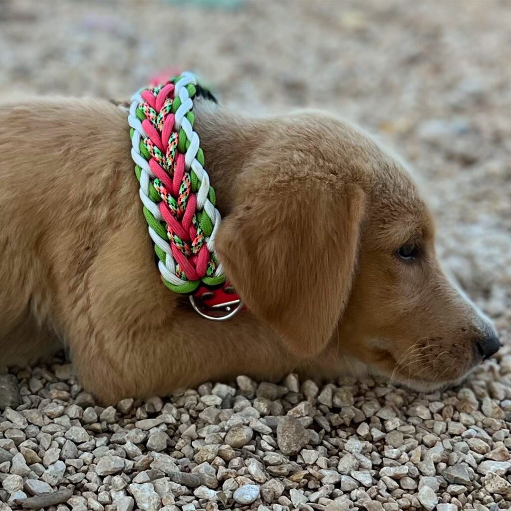 Ein junger Welpe mit weichem braunem Fell liegt auf hellem Kies. Er trägt ein farbenfrohes Halsband aus geflochtenem Material in Pink, Grün und Weiß. Der Blick des Hundes ist entspannt und nachdenklich.